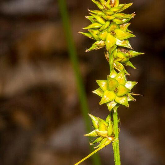 Carex echinata ഫലം