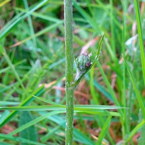 Cirsium dissectum Cortiza