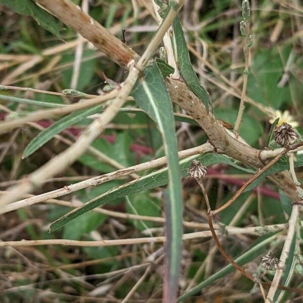 Lactuca saligna برگ