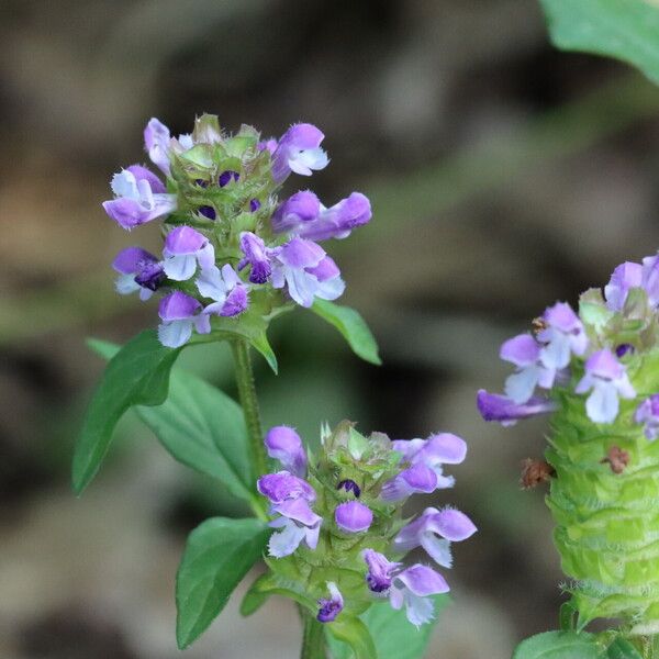 Prunella vulgaris Flower