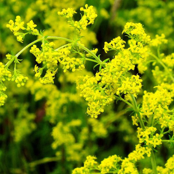 Galium verum Çiçek