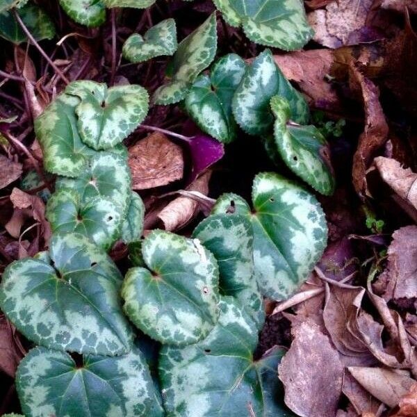 Cyclamen purpurascens Blad