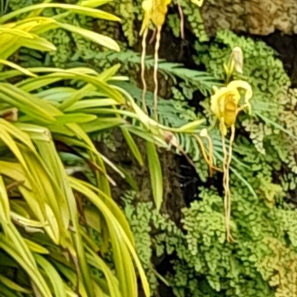 Phragmipedium caudatum Квітка