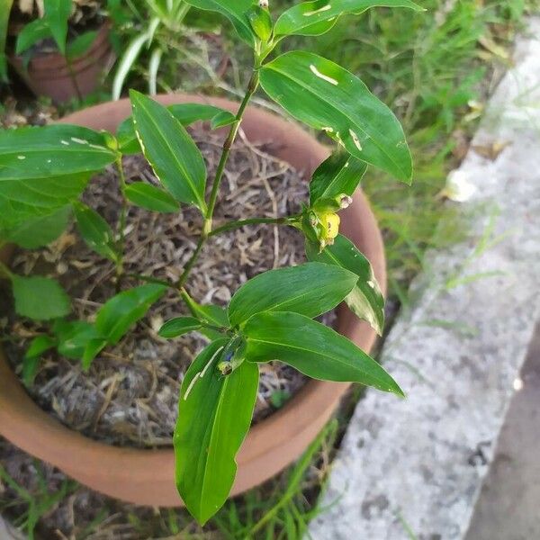 Commelina erecta Hoja