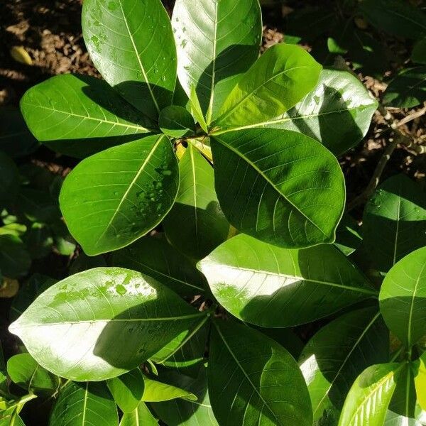 Gardenia taitensis Fulla