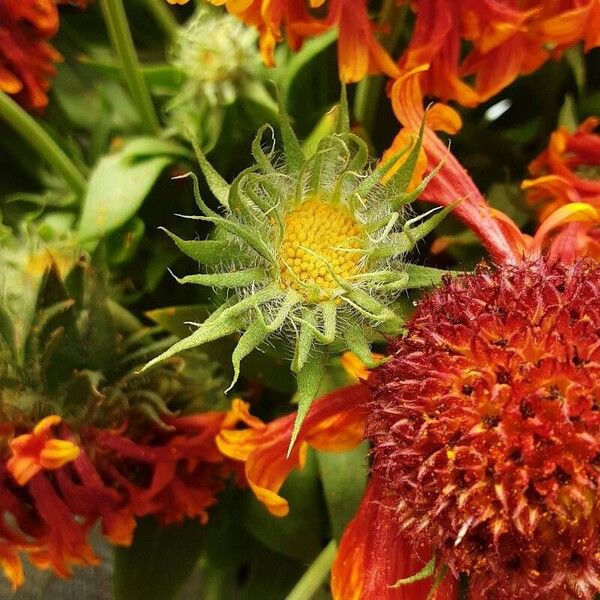 Gaillardia aristata Blodyn