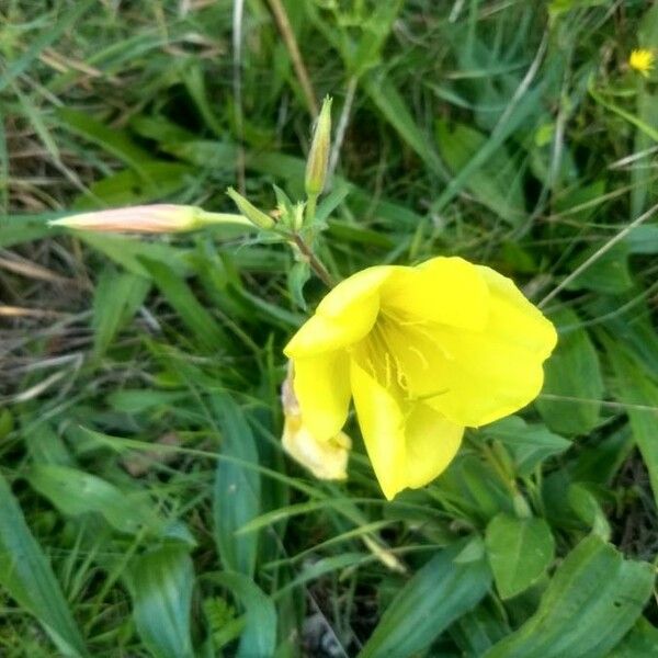 Oenothera glazioviana Flors