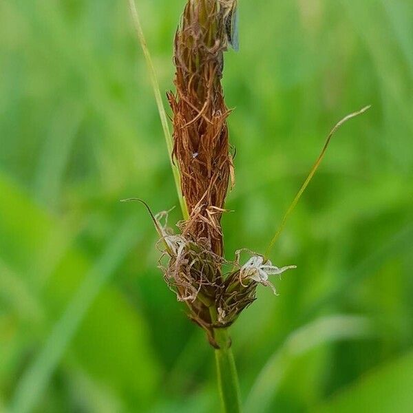 Carex disticha Flower