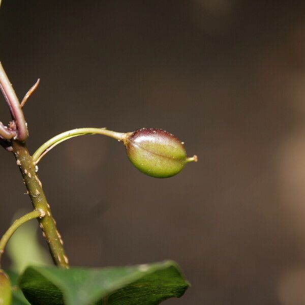 Pittosporum berberidoides ഫലം