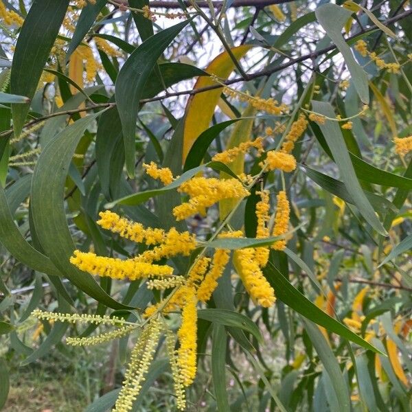 Acacia auriculiformis फूल