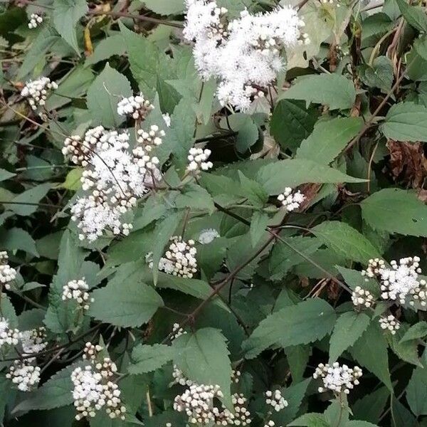 Ageratina altissima Kvet