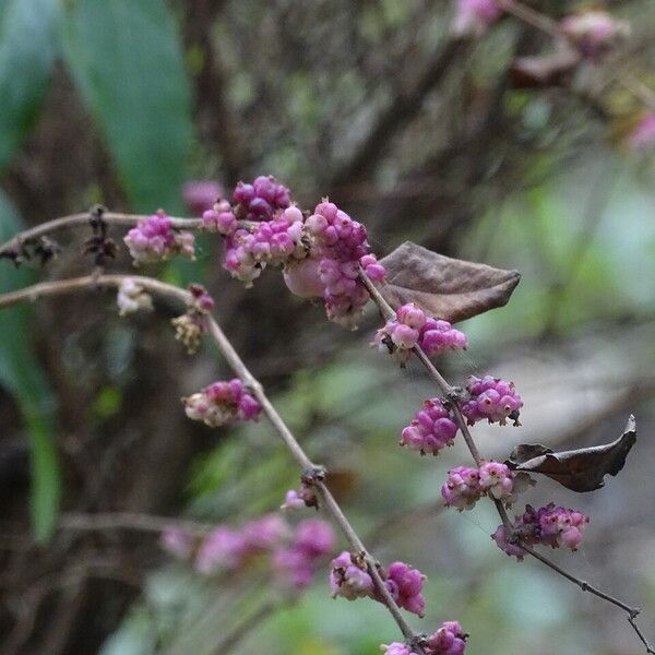 Symphoricarpos orbiculatus फल