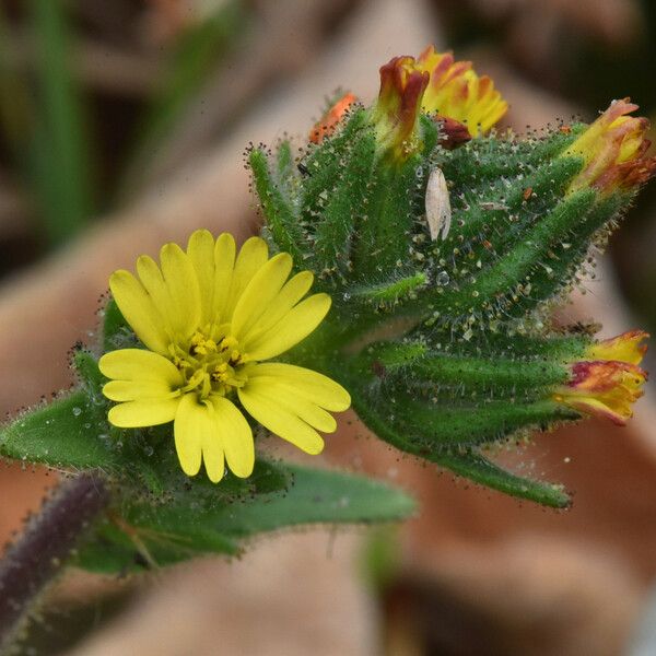 Madia sativa Flors