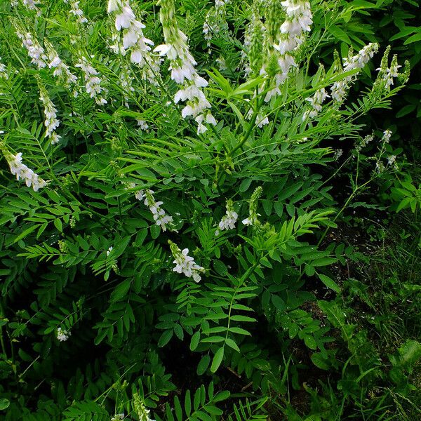 Galega officinalis Buveinė