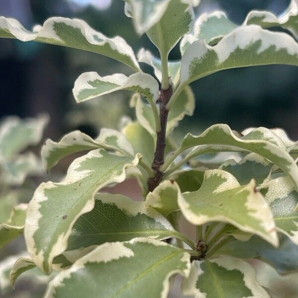 Pittosporum tenuifolium Fuelha