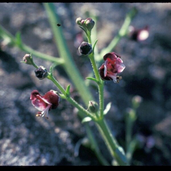 Scrophularia canina Květ