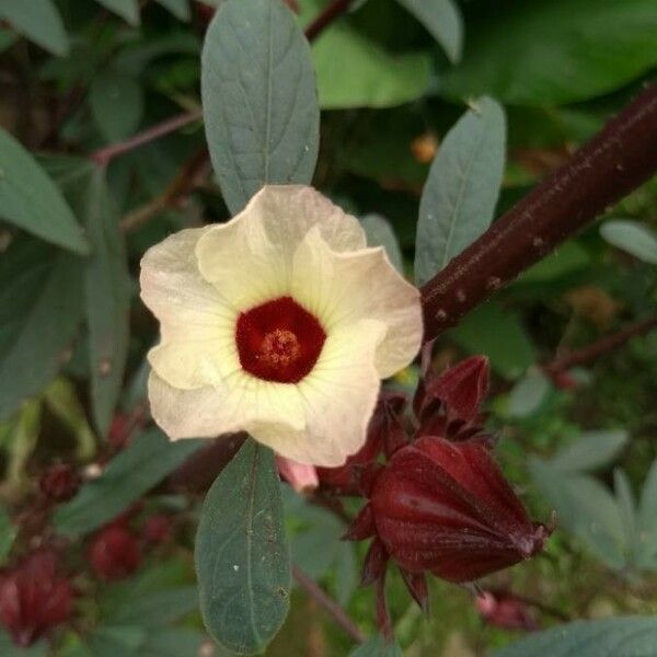 Hibiscus sabdariffa Květ