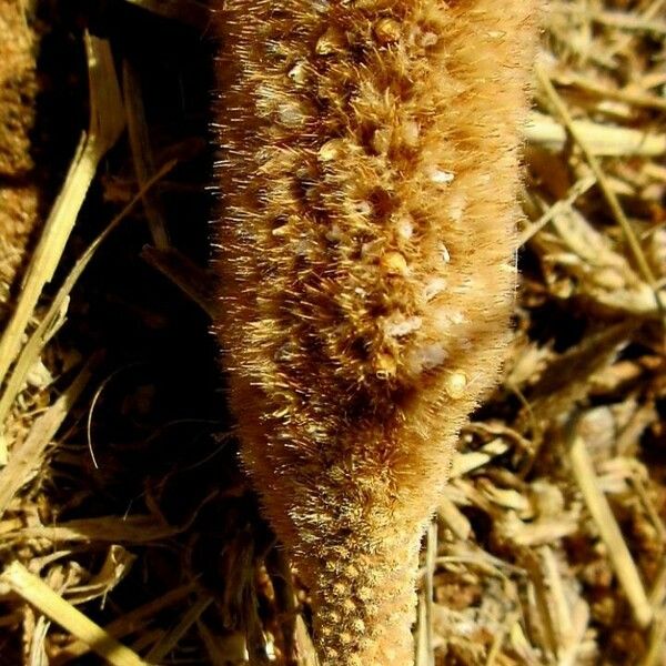 Cenchrus americanus Fruit