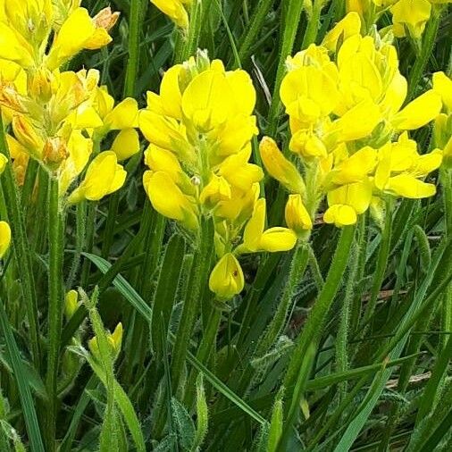 Genista sagittalis Floare