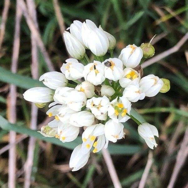 Allium subvillosum Floro