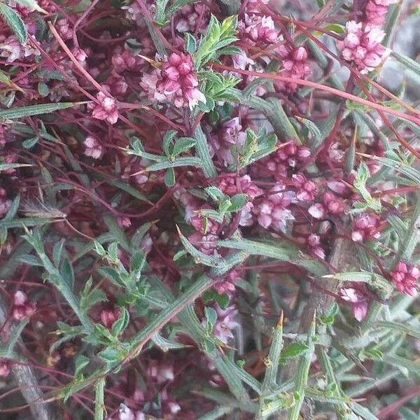 Cuscuta epithymum Blomst