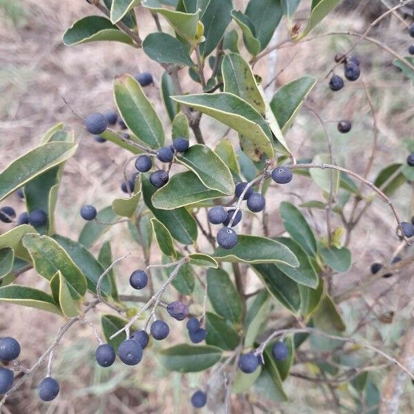 Ligustrum sinense Hoja