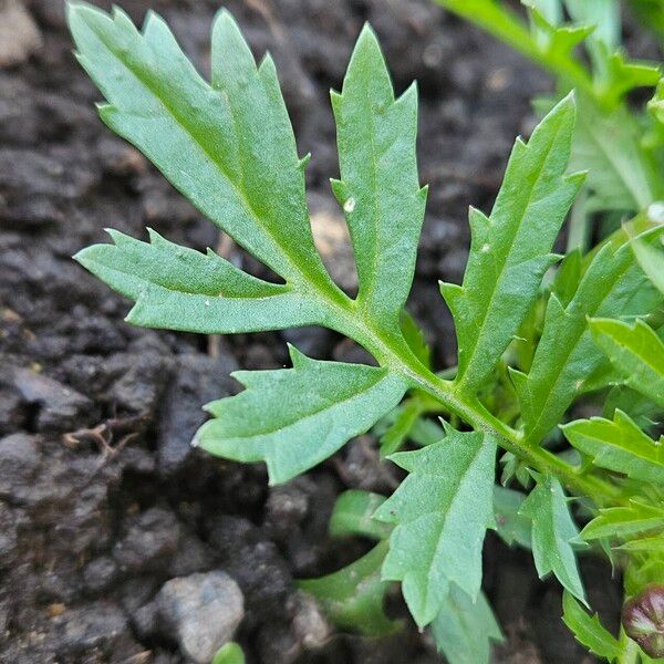 Tagetes patula Лист