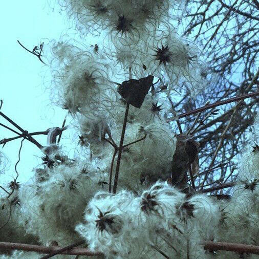 Clematis vitalba 其他