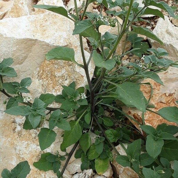 Solanum villosum Vekstform