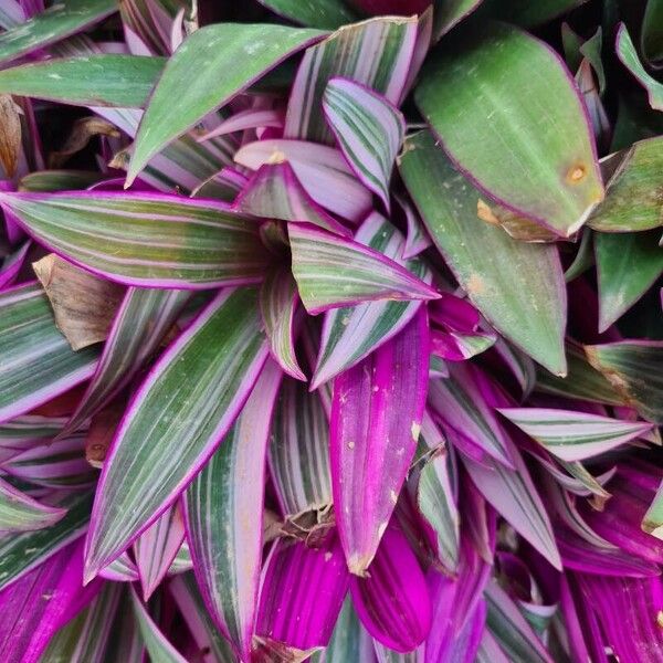 Tradescantia spathacea ഇല