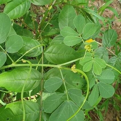 Senna obtusifolia Yaprak
