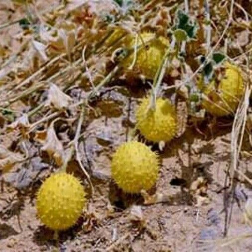 Cucumis prophetarum Fruit