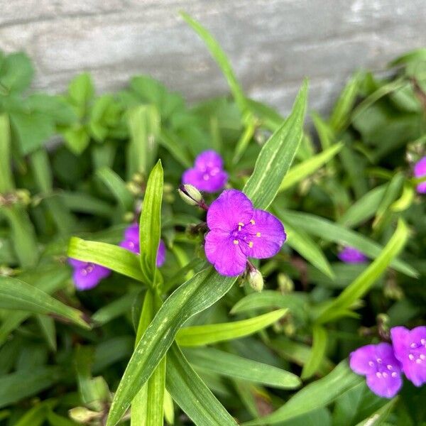 Tradescantia virginiana Kvet