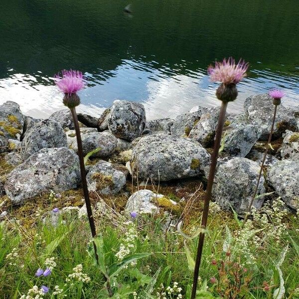 Cirsium heterophyllum फूल