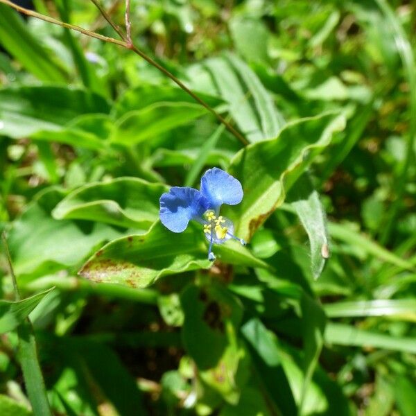 Commelina benghalensis फूल