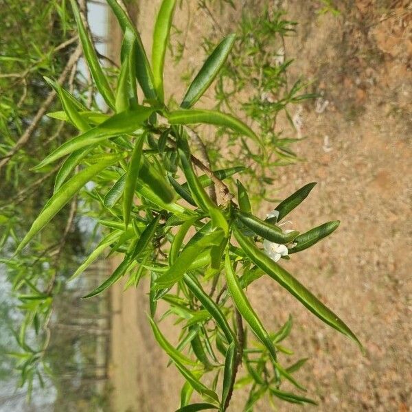 Tabernaemontana catharinensis ഇല