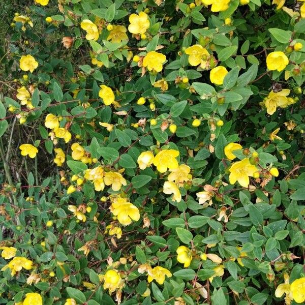 Hypericum patulum Bloem