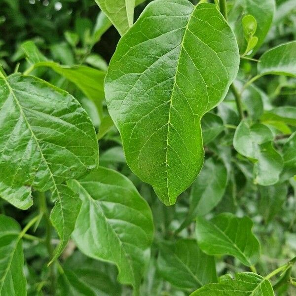 Maclura pomifera Frunză