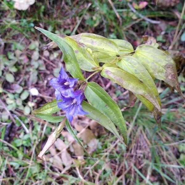 Gentiana asclepiadea Хабит