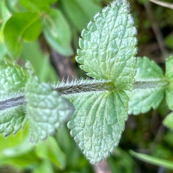 Bartsia alpina Blatt