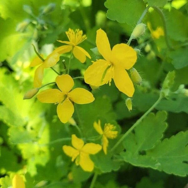 Chelidonium majus Bloem