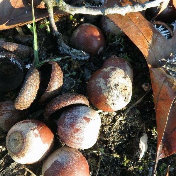 Quercus rubra Fruit