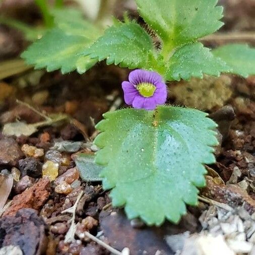 Stemodia verticillata Blüte