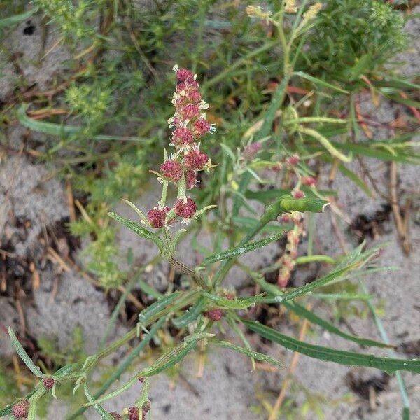 Atriplex littoralis Flor