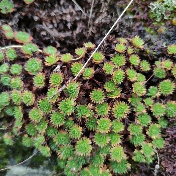 Saxifraga rosacea Blatt