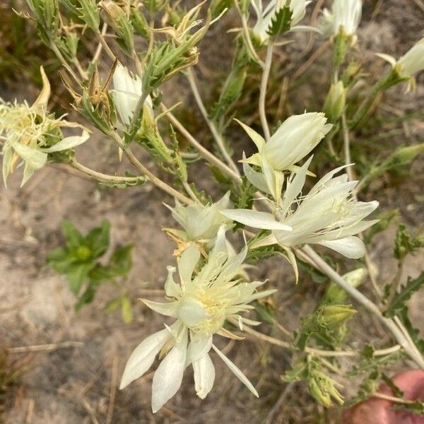 Mentzelia decapetala Kukka