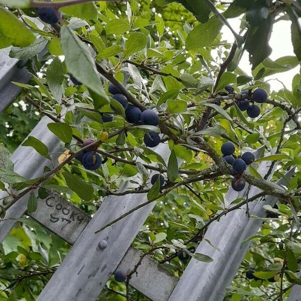 Prunus × fruticans फल