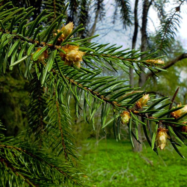 Picea abies Λουλούδι