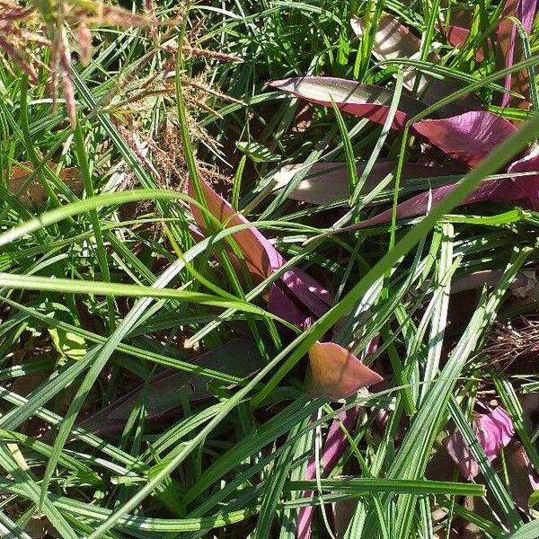 Cyperus rotundus Blatt