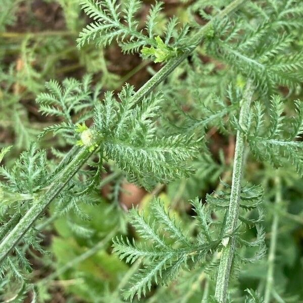 Cota tinctoria Leaf